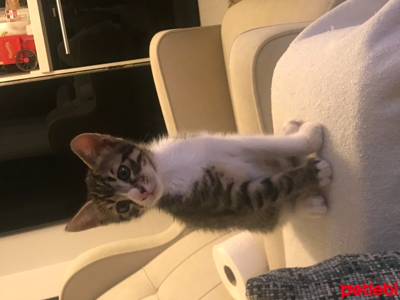 Tekir Kedi, Kedi  Tekir fotoğrafı