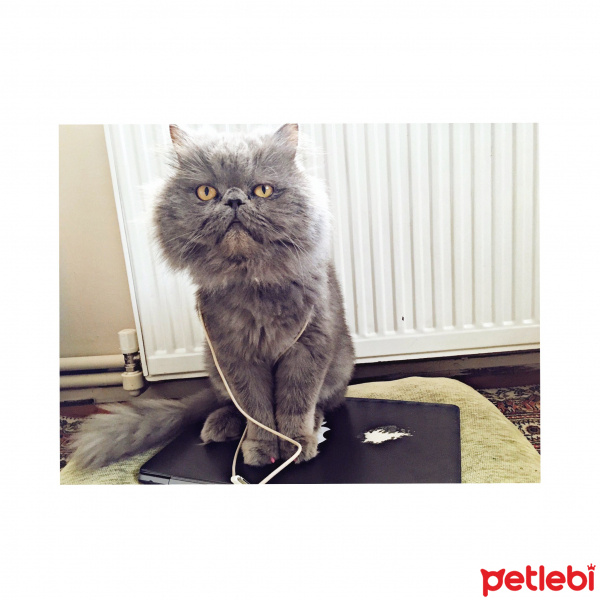 İran Kedisi (Persian), Kedi  Thor fotoğrafı