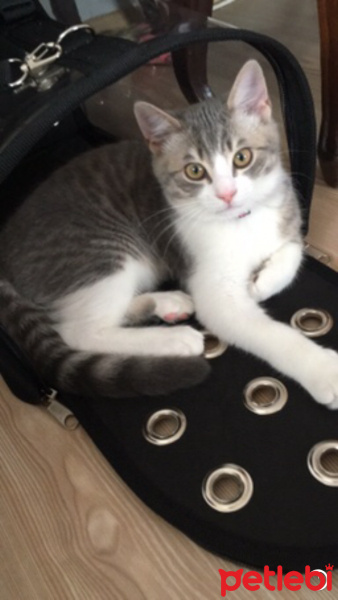 British Shorthair, Kedi  Gofret fotoğrafı