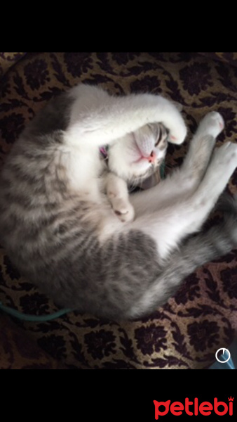 British Shorthair, Kedi  Gofret fotoğrafı