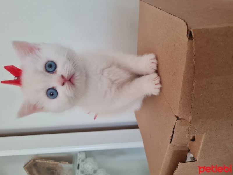 British Shorthair, Kedi  Pamuk fotoğrafı