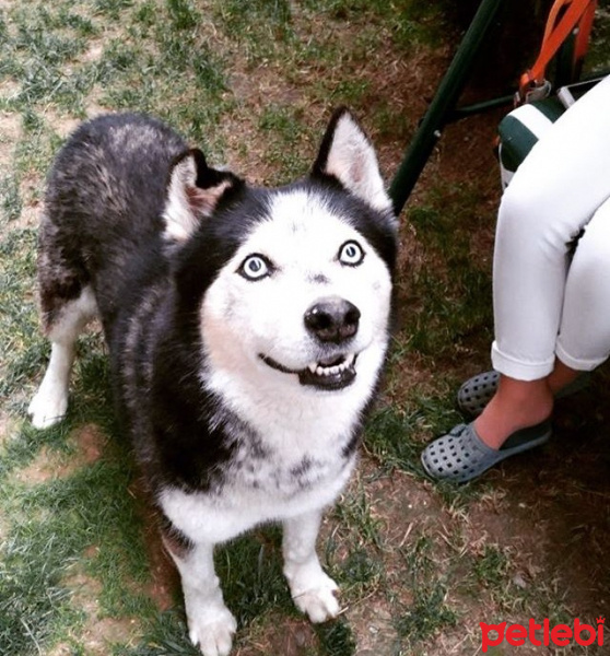 Sibirya Kurdu (Husky), Köpek  Rush fotoğrafı