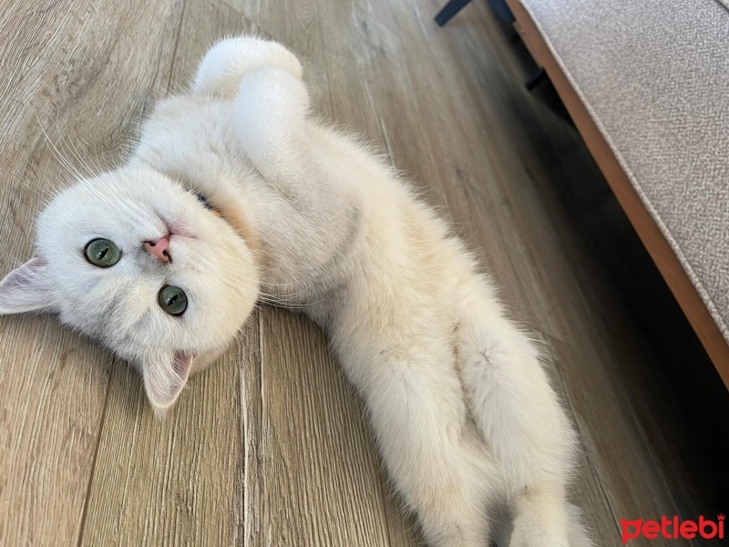 British Shorthair, Kedi  Felo fotoğrafı