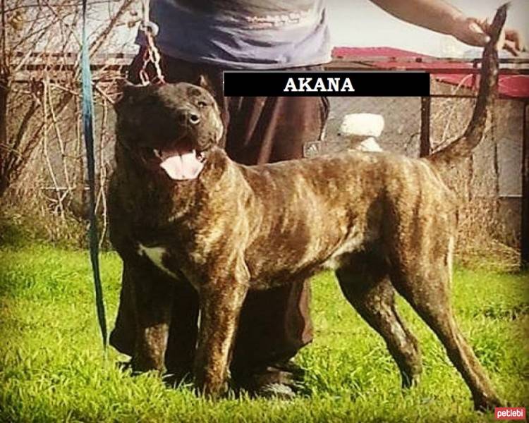 Presa Canario, Köpek  Akana Guardia Turca de Smyrna fotoğrafı