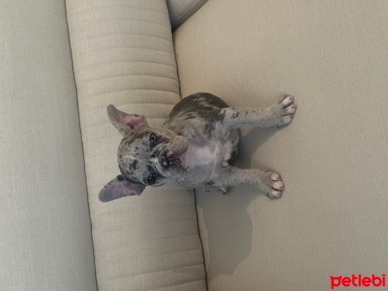 Fransız Bulldog, Köpek  Mila fotoğrafı
