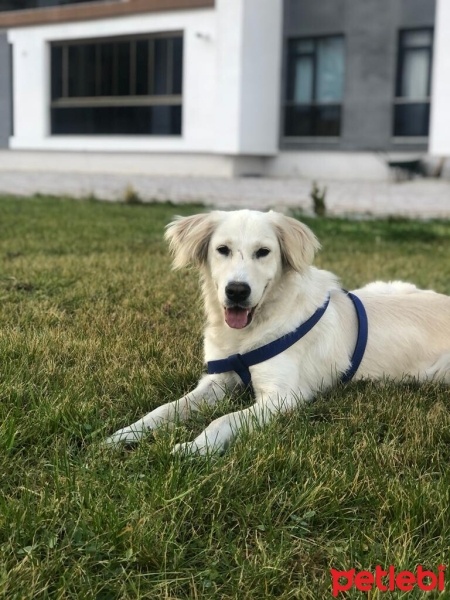 Golden Retriever, Köpek  Eva fotoğrafı