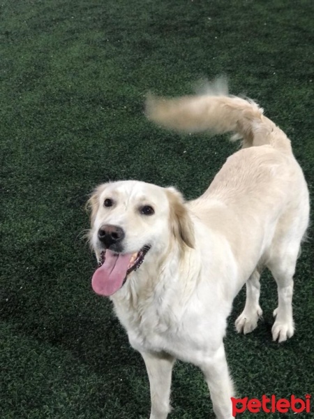Golden Retriever, Köpek  Eva fotoğrafı