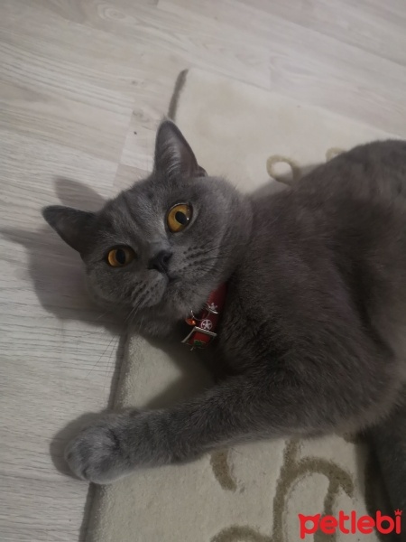 British Shorthair, Kedi  MaYa fotoğrafı