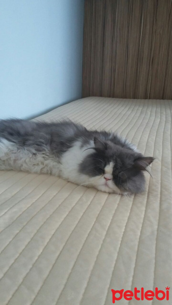 İran Kedisi (Persian), Kedi  Yumak fotoğrafı