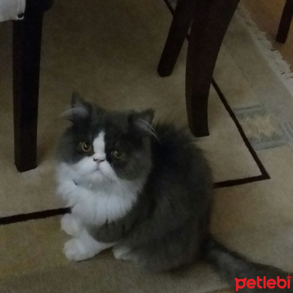 İran Kedisi (Persian), Kedi  Yumak fotoğrafı