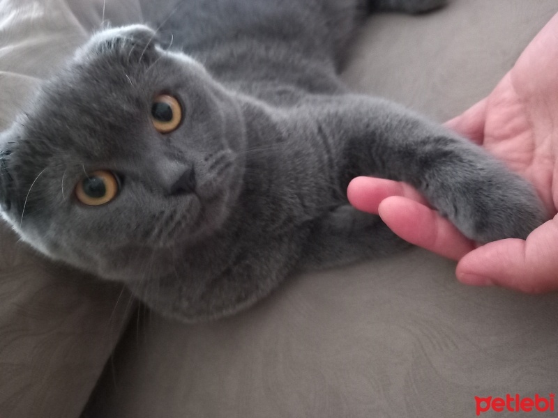 Scottish Fold, Kedi  Miya fotoğrafı
