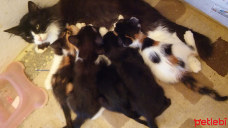 Tekir Kedi, Kedi  Kedi fotoğrafı