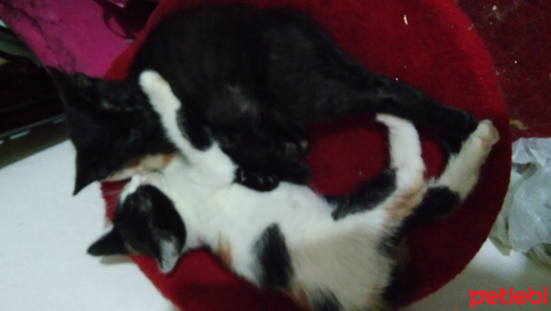 Tekir Kedi, Kedi  Kedi fotoğrafı