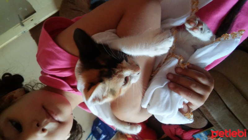 Tekir Kedi, Kedi  Kedi fotoğrafı