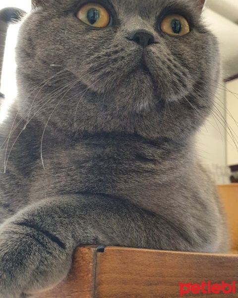 British Shorthair, Kedi  Luna fotoğrafı