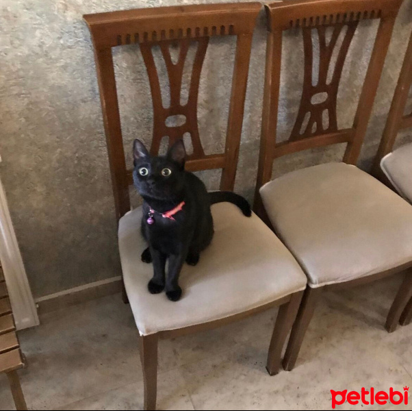 Bombay, Kedi  zeytin fotoğrafı