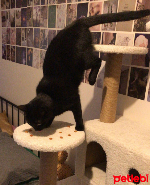 Bombay, Kedi  zeytin fotoğrafı