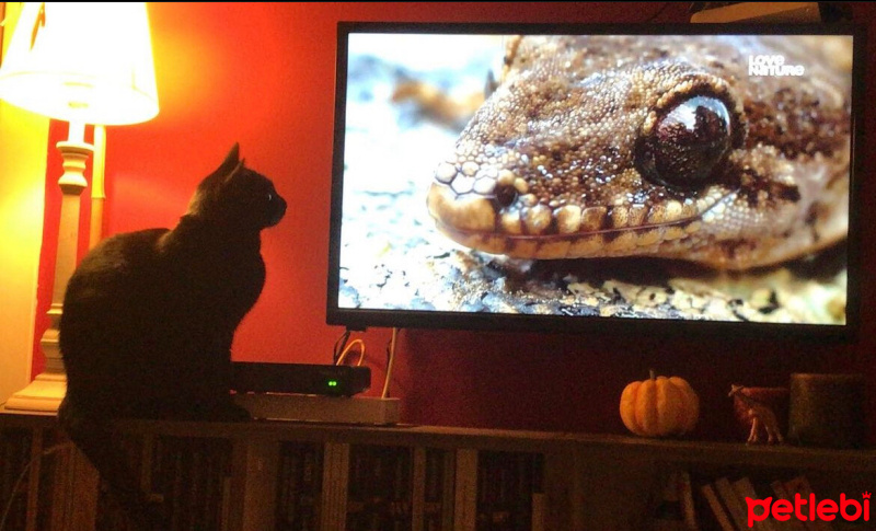 Bombay, Kedi  zeytin fotoğrafı