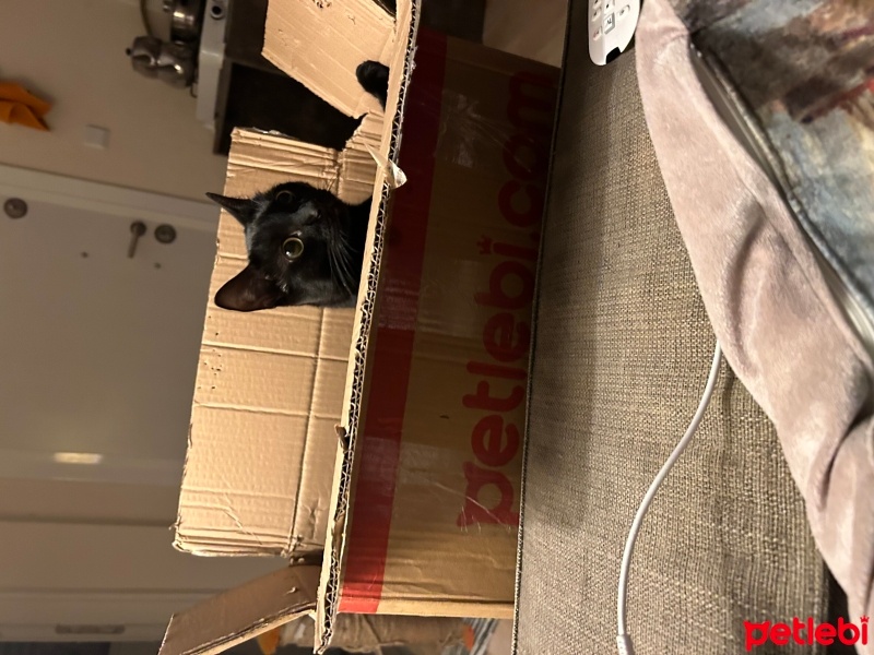 Bombay, Kedi  zeytin fotoğrafı