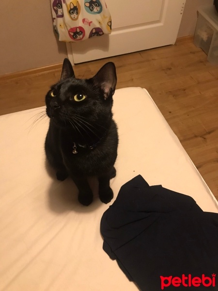 Bombay, Kedi  zeytin fotoğrafı