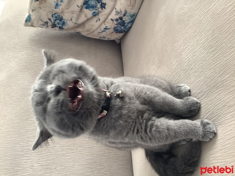 British Shorthair, Kedi  Duman fotoğrafı