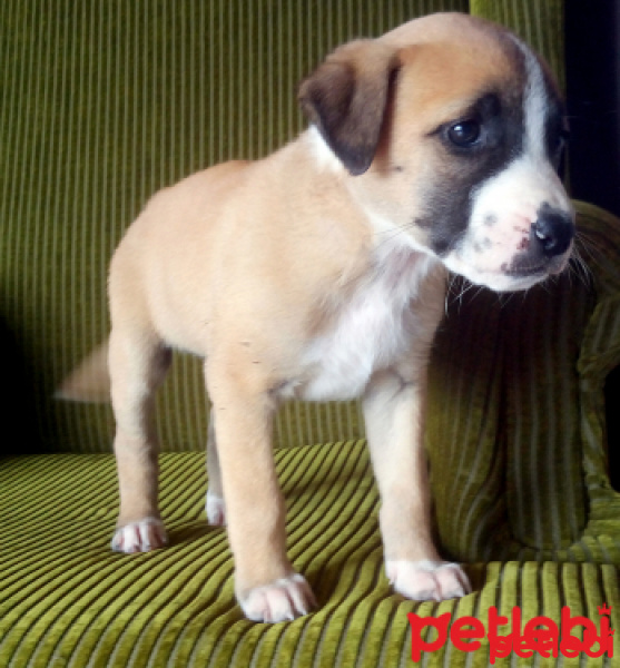 Amerikan Staffordshire Terrier, Köpek  Minnoş fotoğrafı