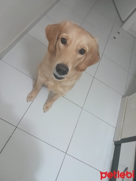 Golden Retriever, Köpek  Chuky fotoğrafı