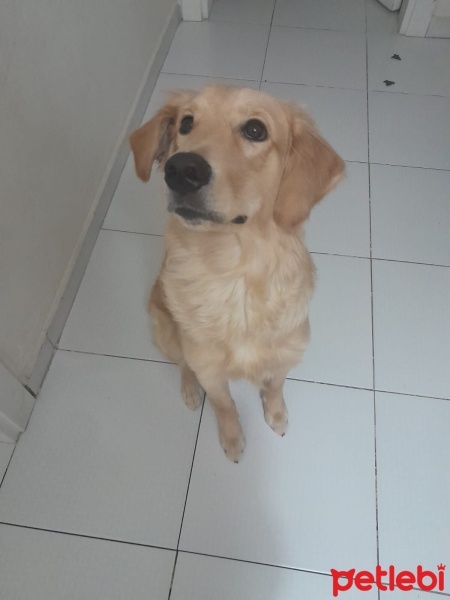 Golden Retriever, Köpek  Chuky fotoğrafı