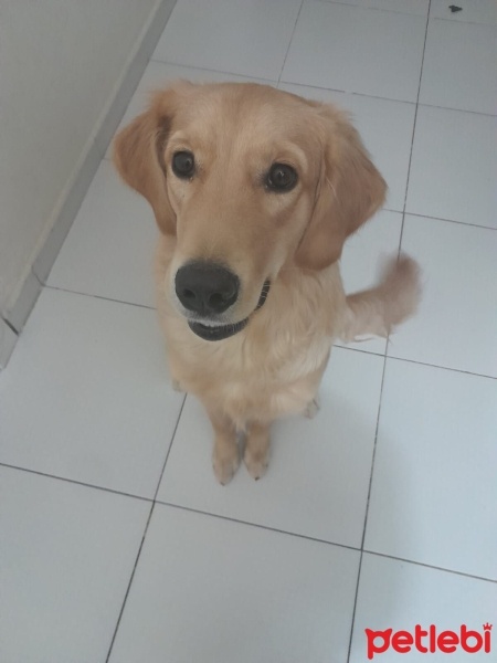 Golden Retriever, Köpek  Chuky fotoğrafı