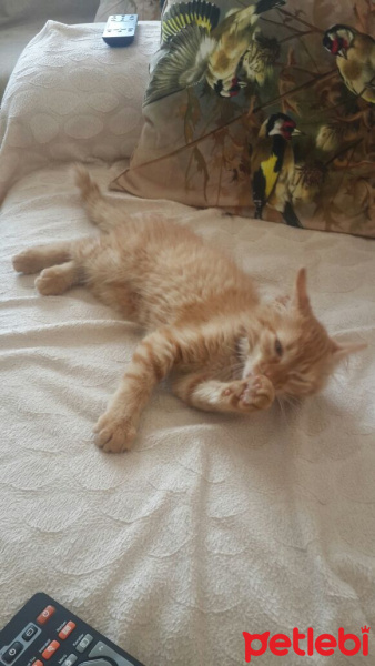 Tekir Kedi, Kedi  Karamel fotoğrafı