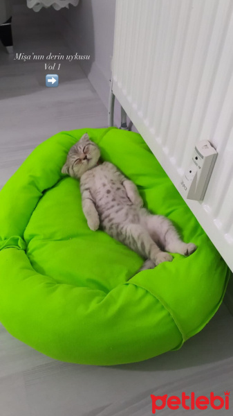 Scottish Fold, Kedi  Şila fotoğrafı