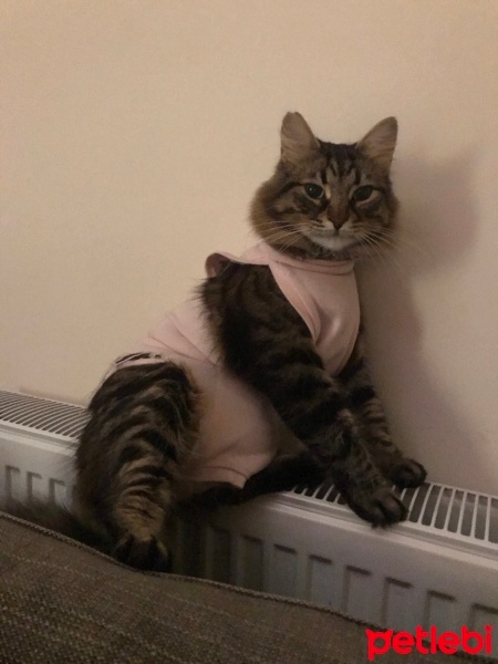 Tekir Kedi, Kedi  Kekik fotoğrafı