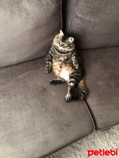 Tekir Kedi, Kedi  Kekik fotoğrafı