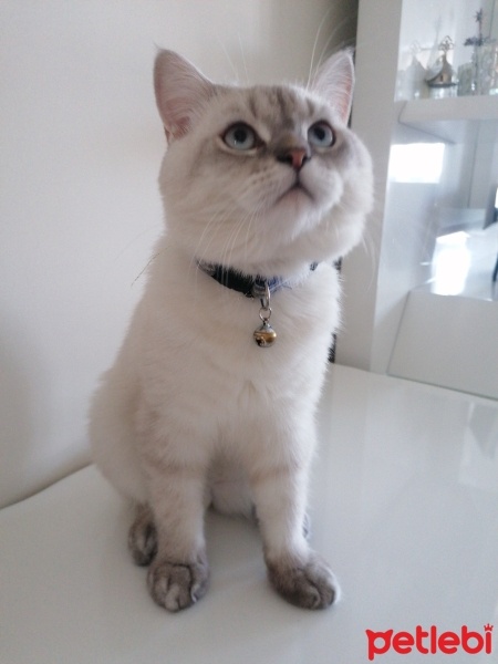 Scottish Fold, Kedi  Mavi fotoğrafı