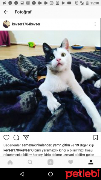 Tuxedo (Smokin) Kedi, Kedi  Müdür fotoğrafı