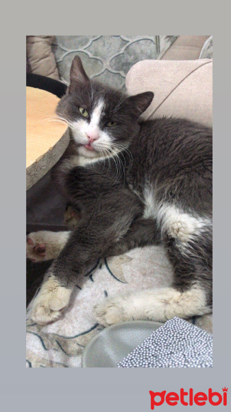 Tekir Kedi, Kedi  Minnoş fotoğrafı