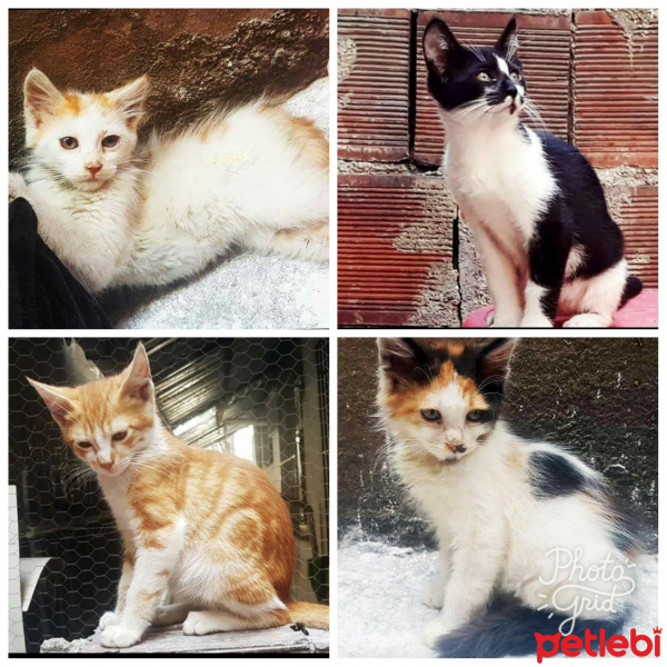 Tekir Kedi, Kedi  Pıtırçıklar fotoğrafı