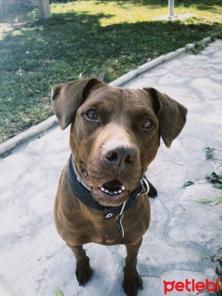 Labrador Retriever, Köpek  Bal fotoğrafı