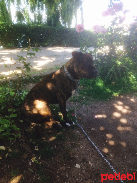 Presa Canario, Köpek  Hades fotoğrafı