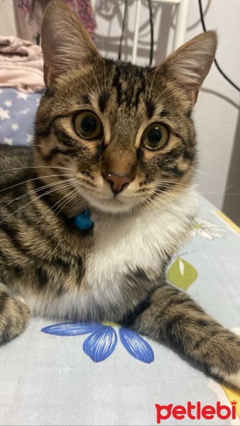 Tekir Kedi, Kedi  Şükşük fotoğrafı