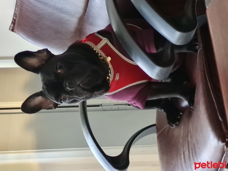 Fransız Bulldog, Köpek  Pablo fotoğrafı
