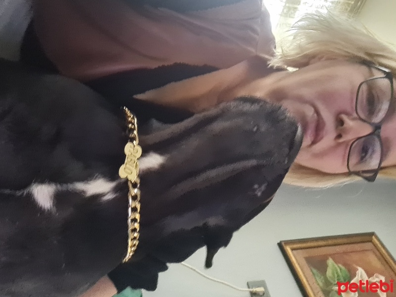 Fransız Bulldog, Köpek  Pablo fotoğrafı