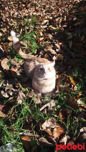 Tekir Kedi, Kedi  Tekir fotoğrafı