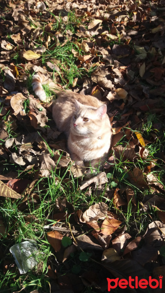 Tekir Kedi, Kedi  Tekir fotoğrafı