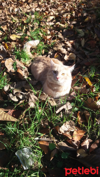 Tekir Kedi, Kedi  Tekir fotoğrafı