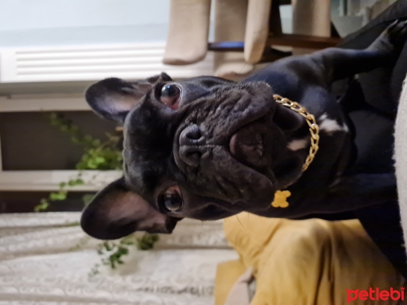 Fransız Bulldog, Köpek  Pablo fotoğrafı