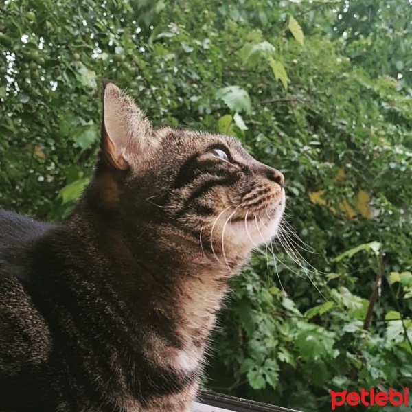 Tekir Kedi, Kedi  Mia fotoğrafı