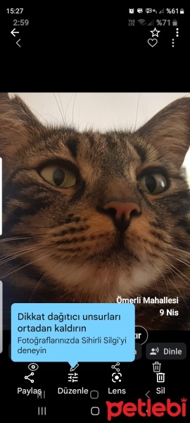 Tekir Kedi, Kedi  Mia fotoğrafı