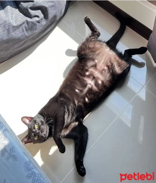 Bombay, Kedi  Gece fotoğrafı