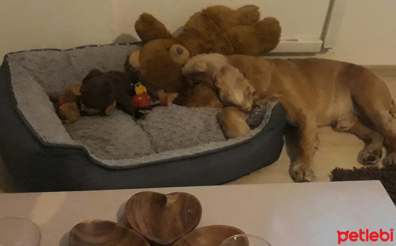 İngiliz Cocker Spaniel, Köpek  tarçın fotoğrafı